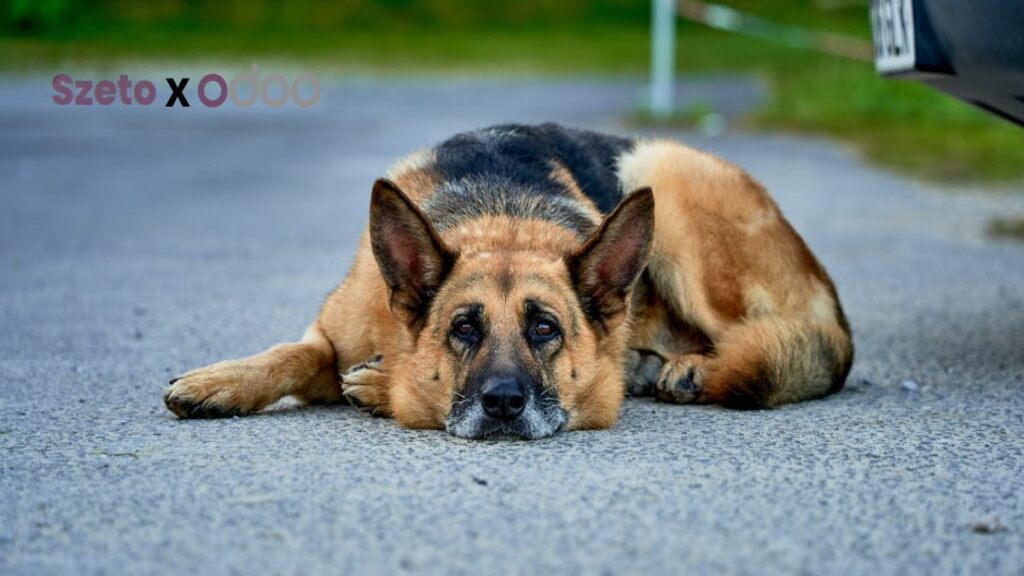 Mudahkan Pembayaran Pelanggan dengan SEPA Direct Debit di Odoo 19